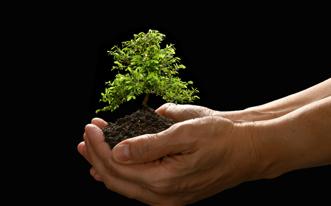 deforestazione-ue-law-diritto